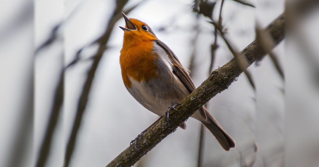 bird singing in winter